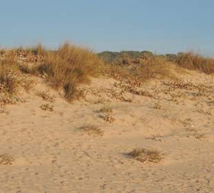 Dünen