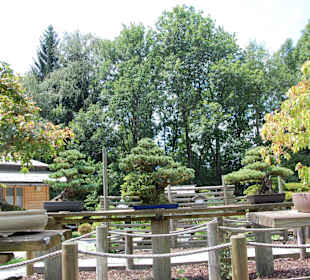 Bonsai-Baum in Schale