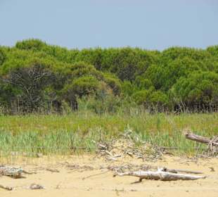Strand von Bibione 06-2010
