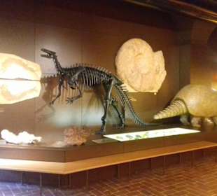 Museum Mensch und Natur in München