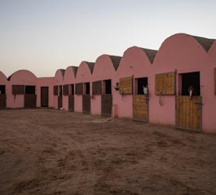 Habib Horse > Top Empfehlung!