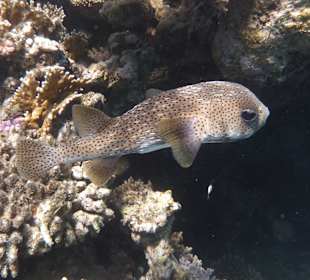 Hausriff - Igelfisch