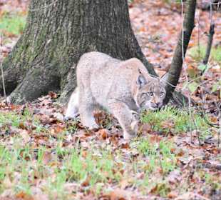 Luchs 