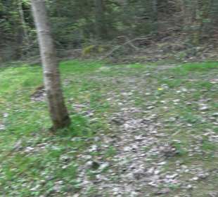 Walderlebnisweg Rottenburg