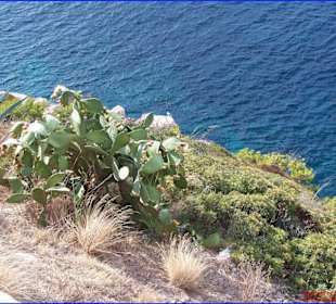 Kakteen vor der Höhle