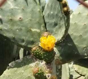 Naturpark S'Albufera