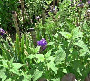 Kräutergarten Altensteig