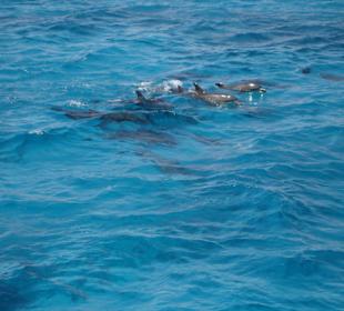 Delfine sind hier garantiert!