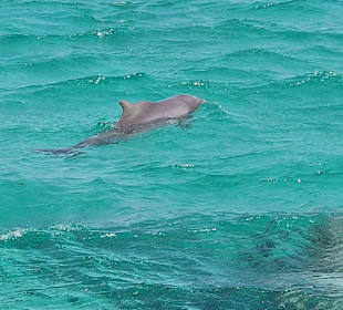 Delfin Tour Hurghada