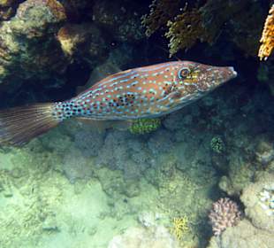 Feilenfisch am Hausriff Lahami