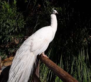 Pfau im Palmitos Park