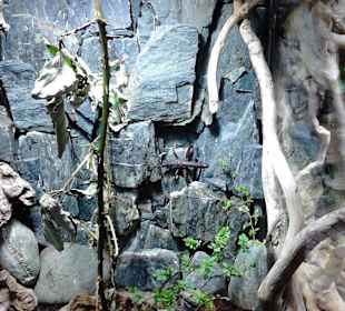 Tierpark Hellabrunn in München