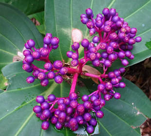 Impressionen aus dem Jardin des Parfums