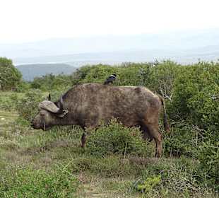 Büffel im Addo Park
