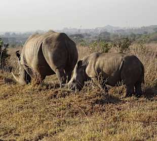 Nashörner im Nairobi National Park