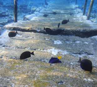 Schnorcheln Sharm el Sheikh