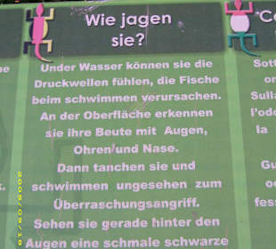 Infos über Krokodile