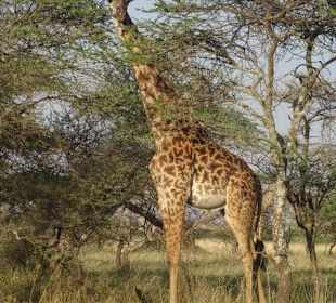 Nationaltier Tansania