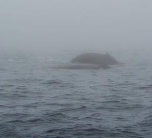 Wal im Nebel 
