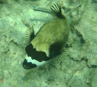 Maskenkugelfisch