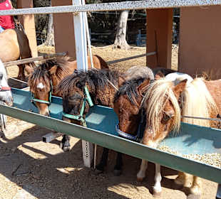 Wandern Cala Mesquida
