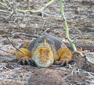 Наземная игуана