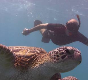 Schnorcheln mit Riesenschildkröten