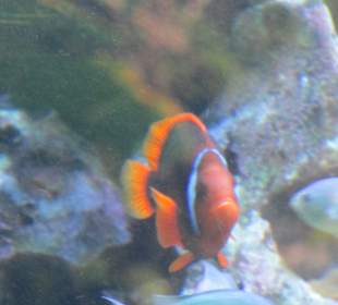 Aquarium