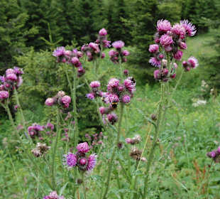 Natur leben lassen