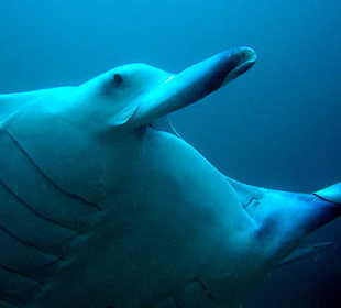 Manta