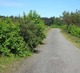 Impressionen aus den Cuxhavener Küstenheiden