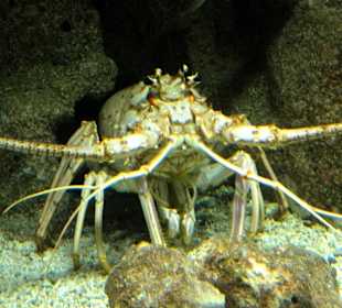 Languste im Aquarium