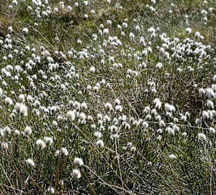 Blühendes Wollgras auf dem Außengelände