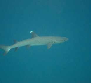 Weißspitzenriffhai