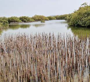 Mangrovenkanal