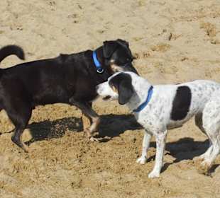 Hundestrand in Bibione