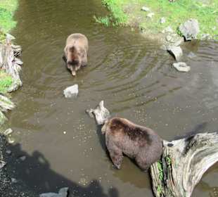 Alte Kläranlage, hohe Betonmauer, artgerecht ?