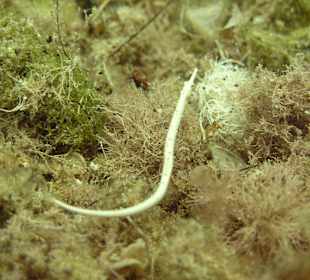 Tauchschule MerlinSosua