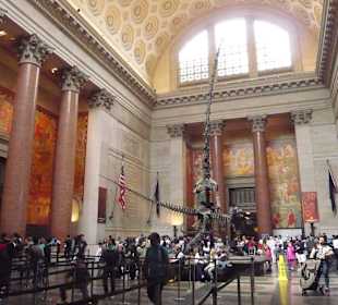 American Museum of Natural History