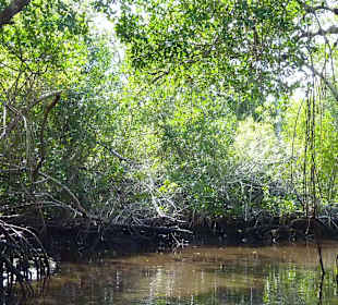 Mangroven