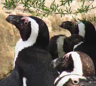 Happy Feet