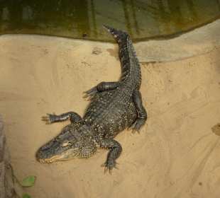 Hechtalligator