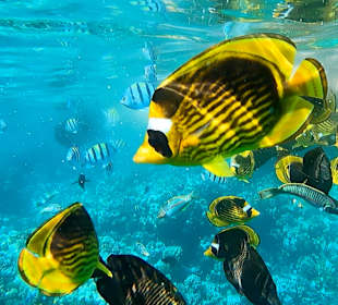 Schnorcheln Makadi Bay