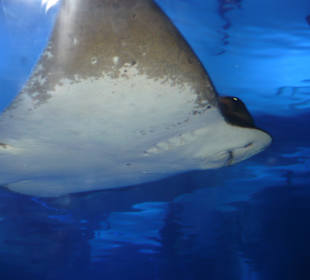 Röhren Aquarium Antalya 