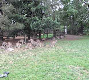 Zoobesuch bei Brisbane