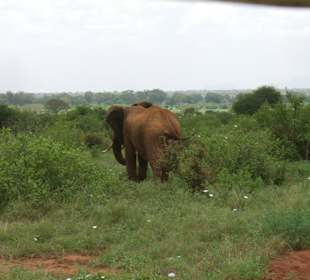 Tsavo Ost