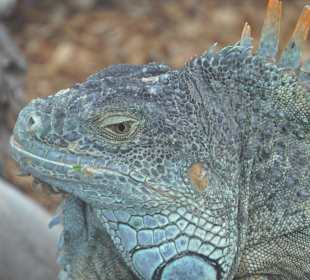 Leguan im Loropark
