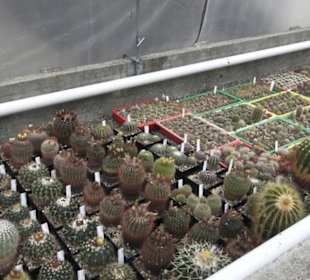 Sukkulentensammlung