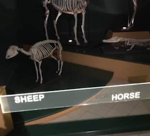 Naturhistorisches Museum