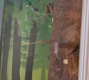 Museum für Naturkunde